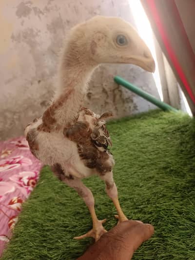 chick Aseel  shamo 03415058150