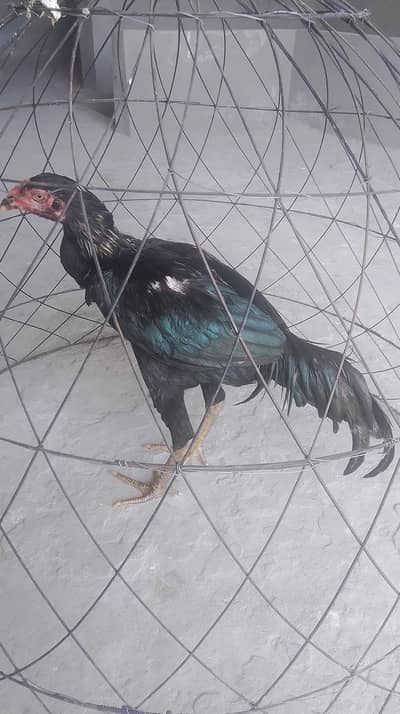 Aseel lsani patha aur murgi for sale