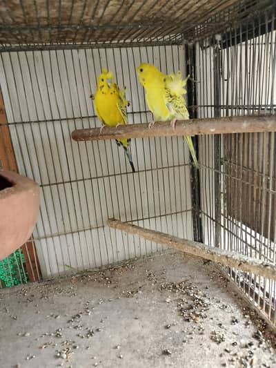 Lemon TCB Hogoromo young pair