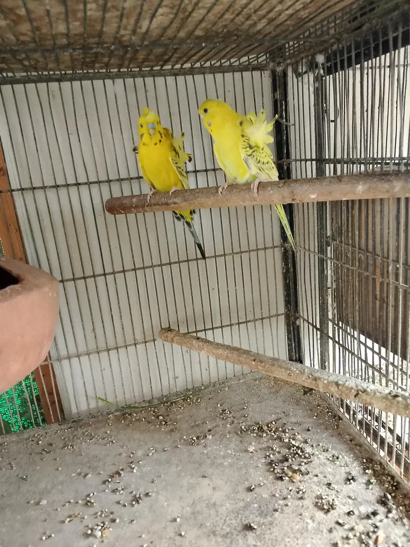 Lemon TCB Hogoromo young pair — photo 2