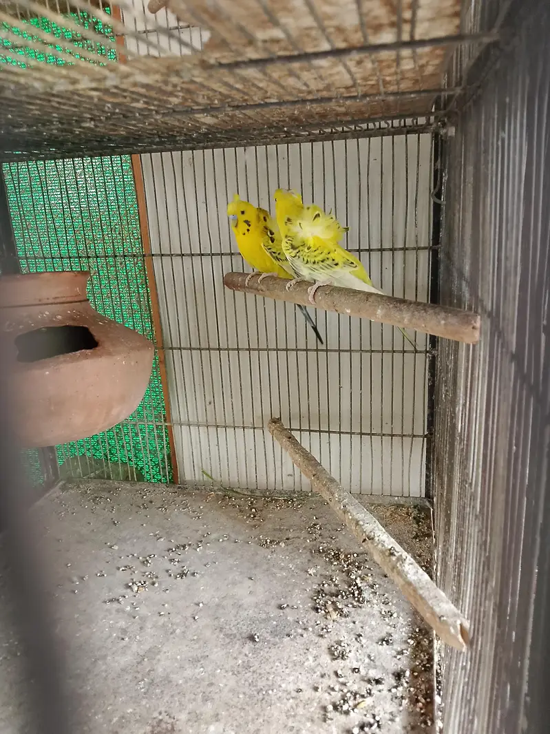 Lemon TCB Hogoromo young pair — photo 3