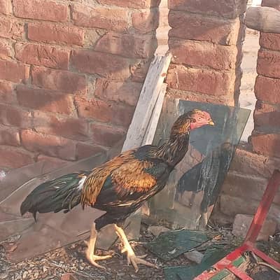 lakha aseel males for sale