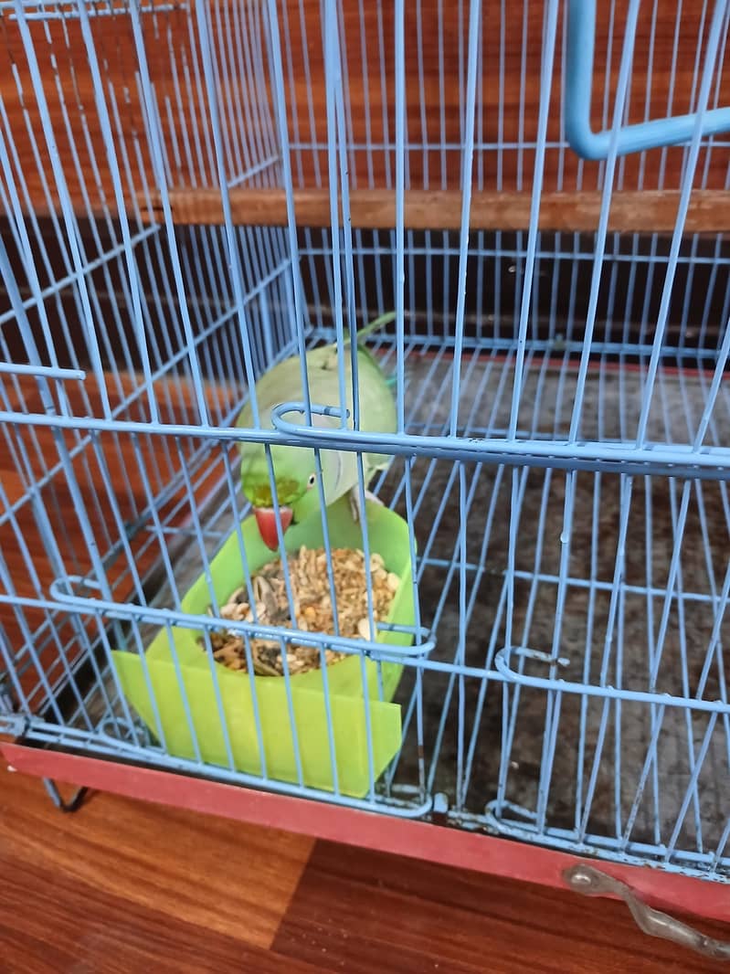 parrot 1
