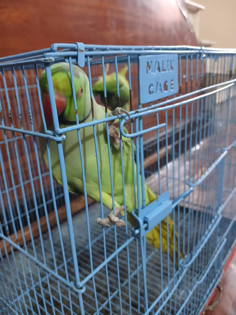 parrot 2