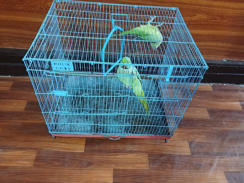 parrot 3