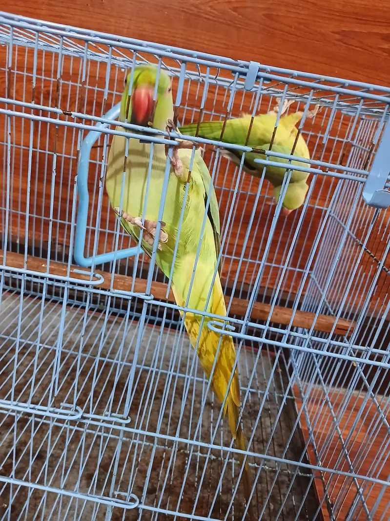 parrot — photo 5