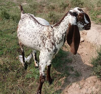 Goat (Bakri)