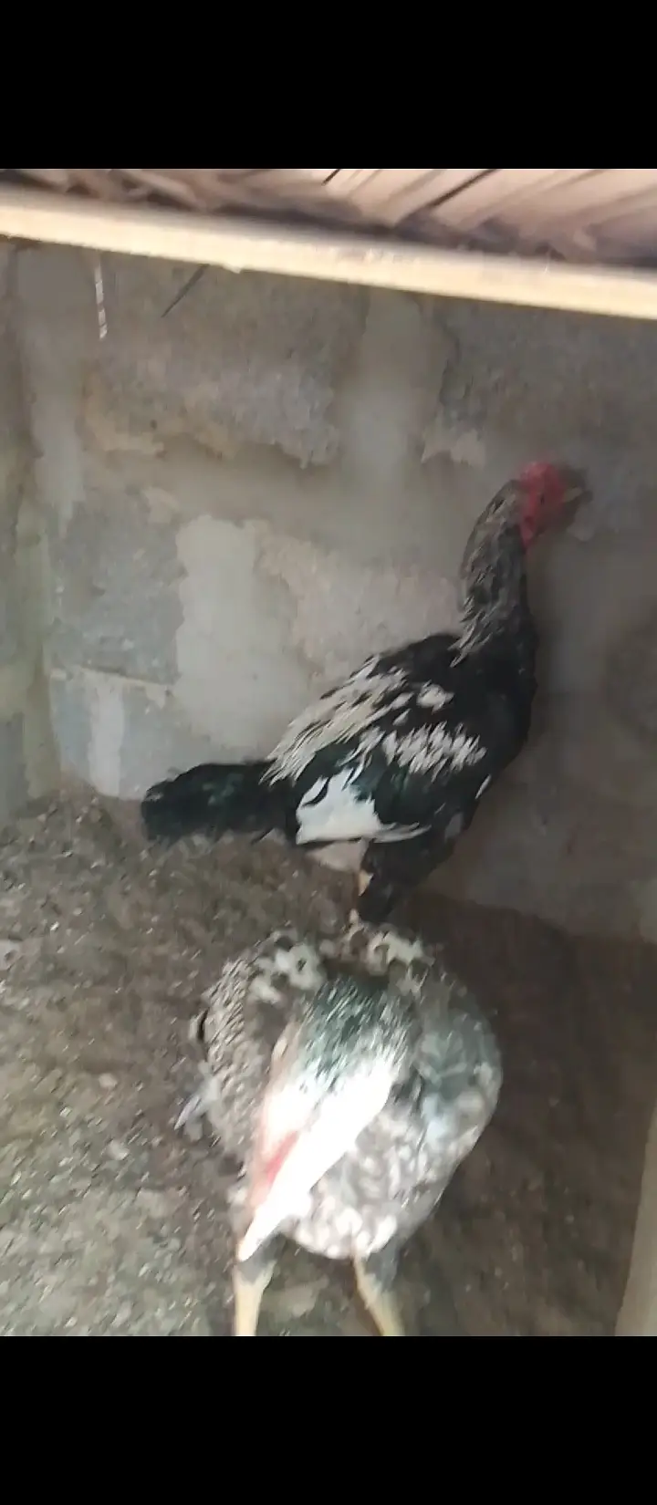 6 months aseel . full active home buried — photo 3