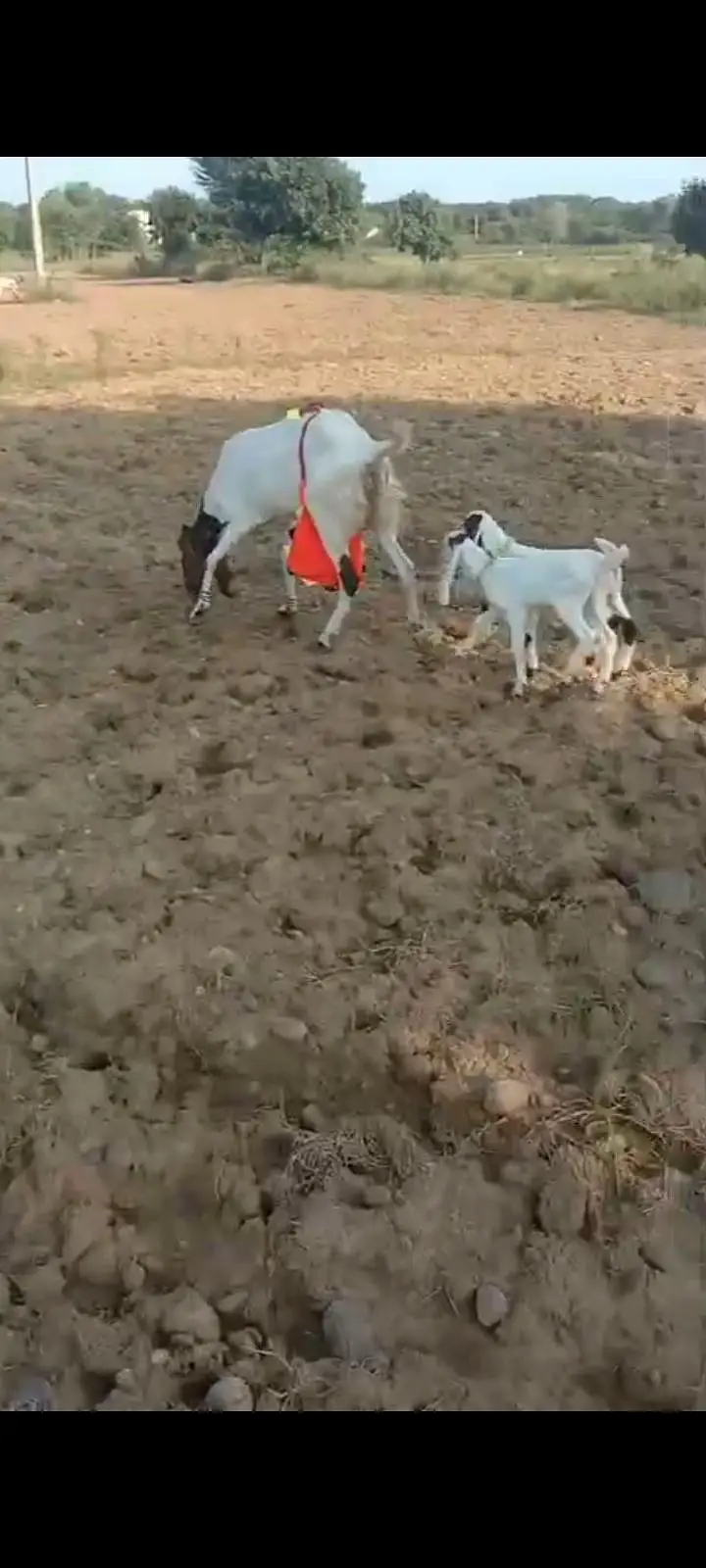 beetal goat with 26 days male and female — photo 2