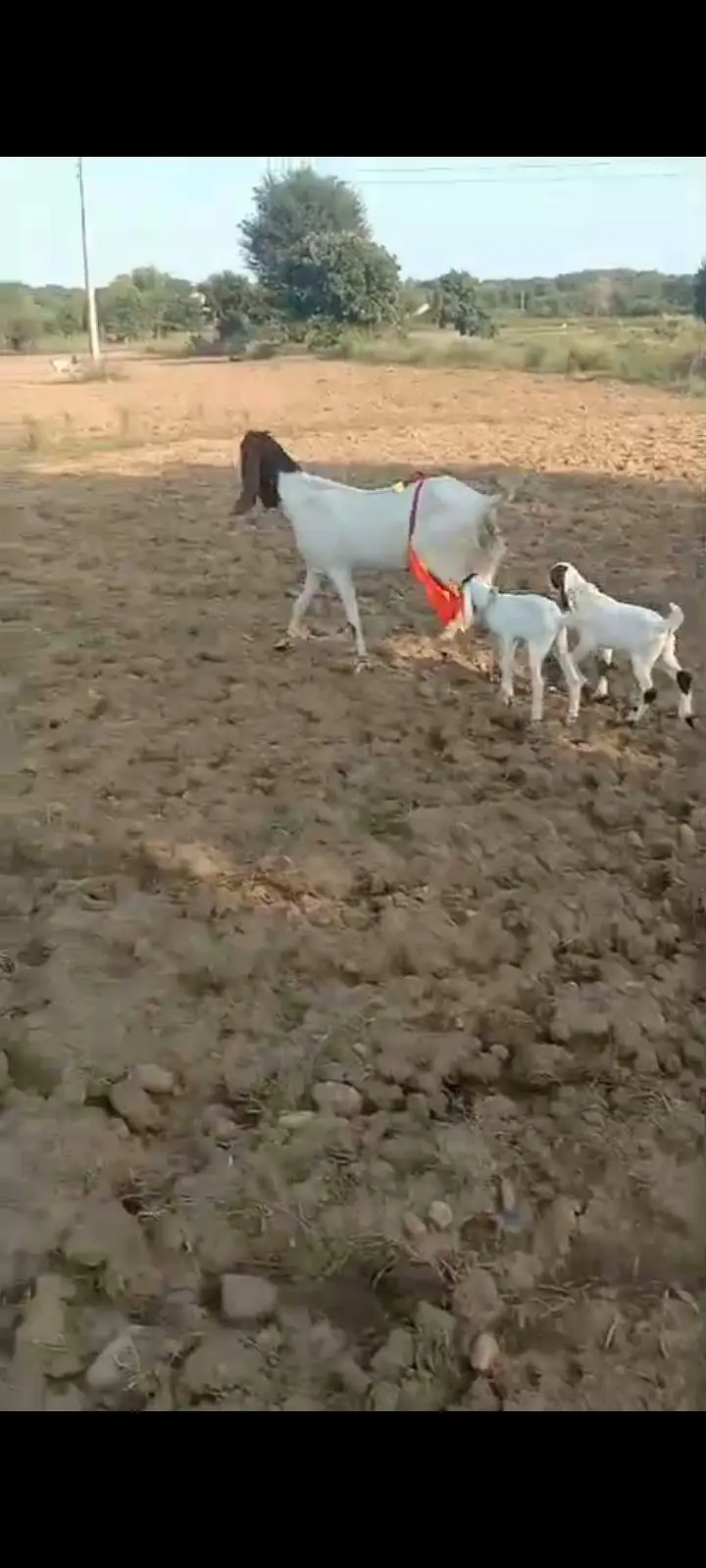 beetal goat with 26 days male and female — photo 3