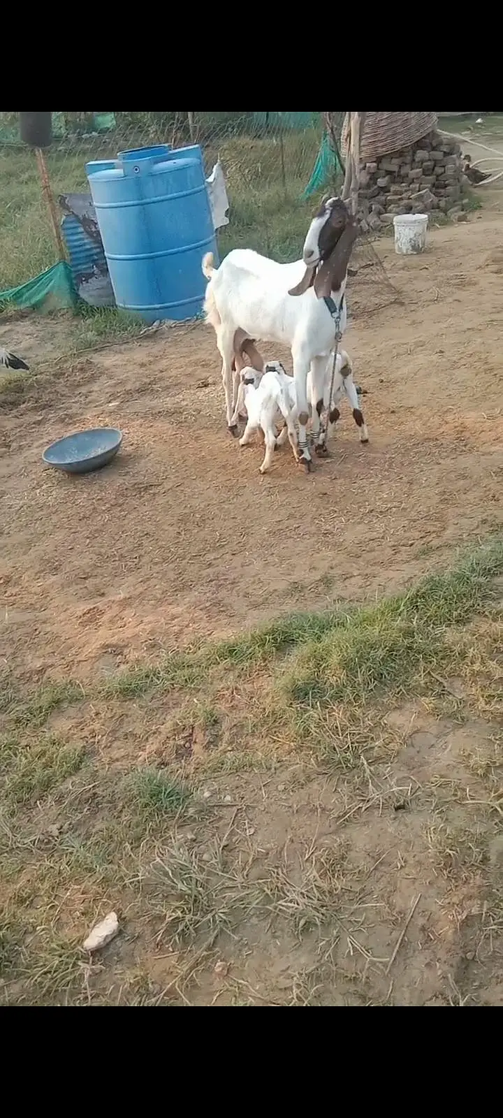 beetal goat with 26 days male and female — photo 4