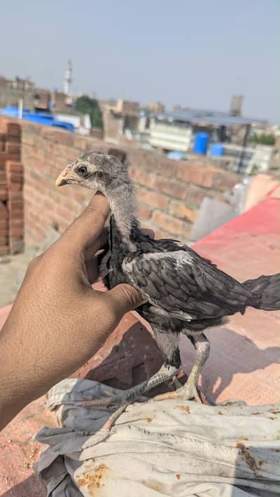 Burmi/pokoya/panus pair available