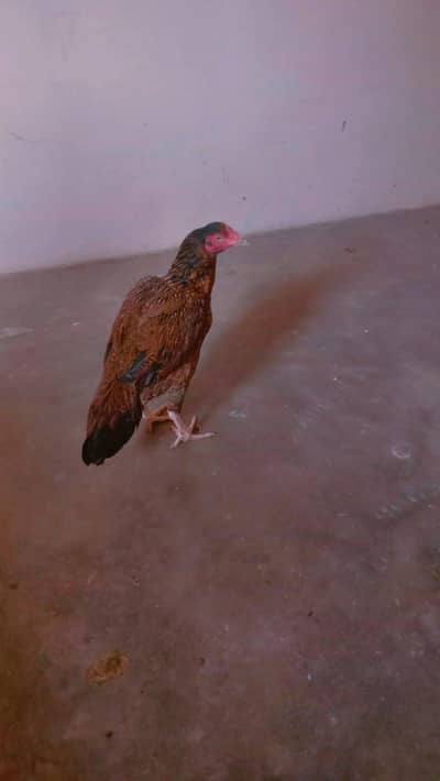 Maianwali