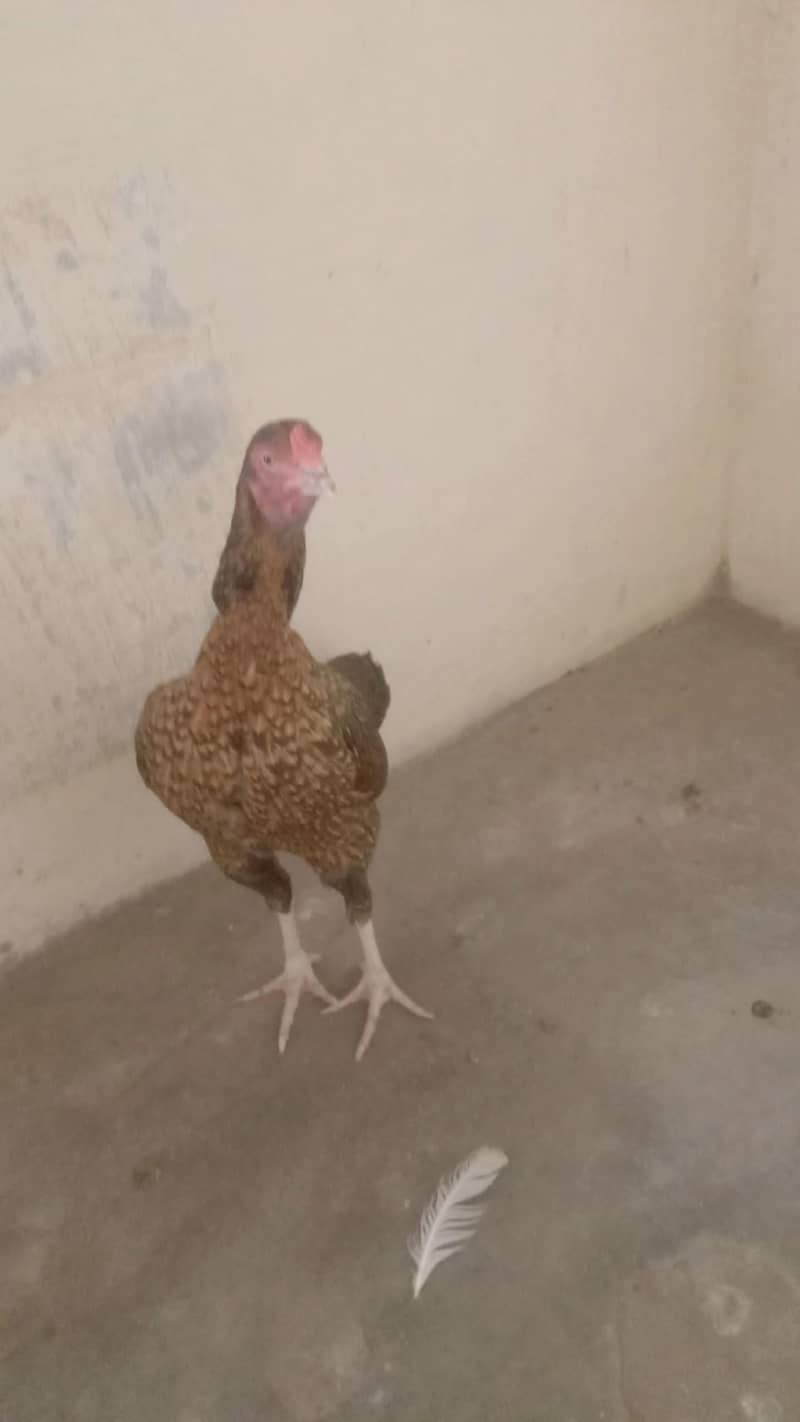 Maianwali 1