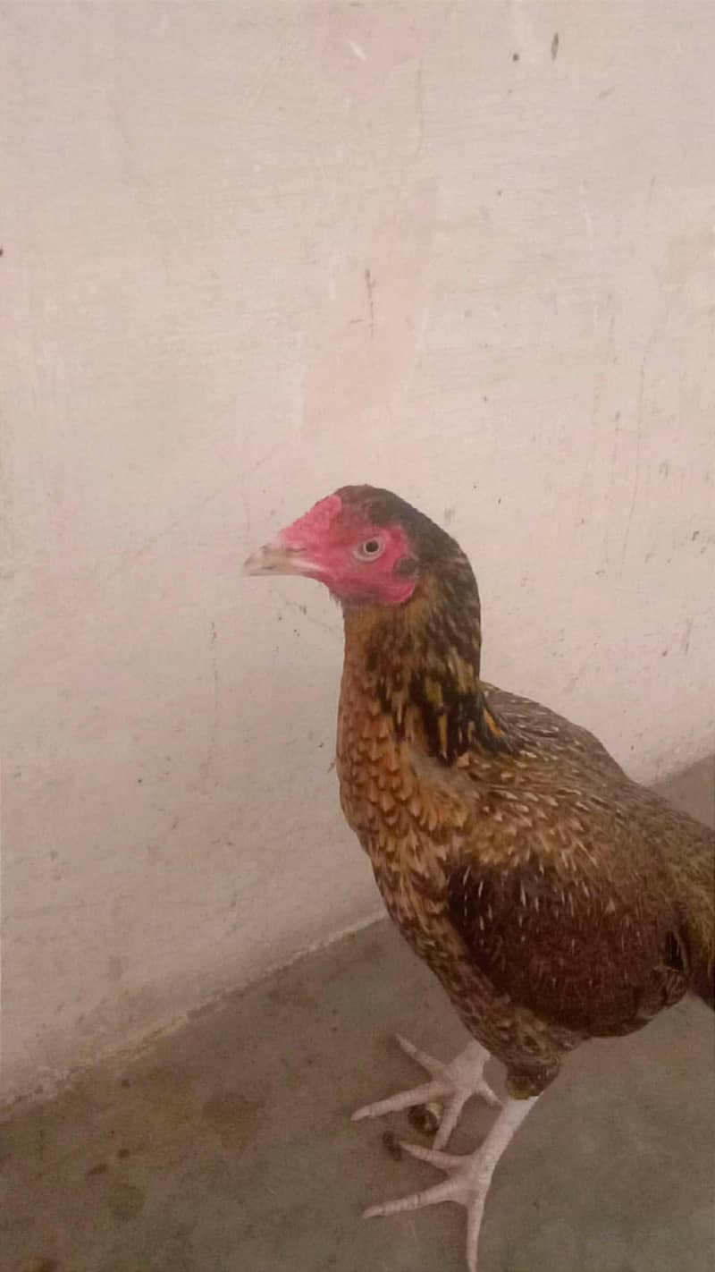Maianwali 2