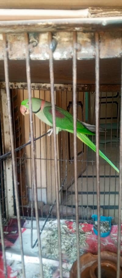 talking raw parrot 03136012334