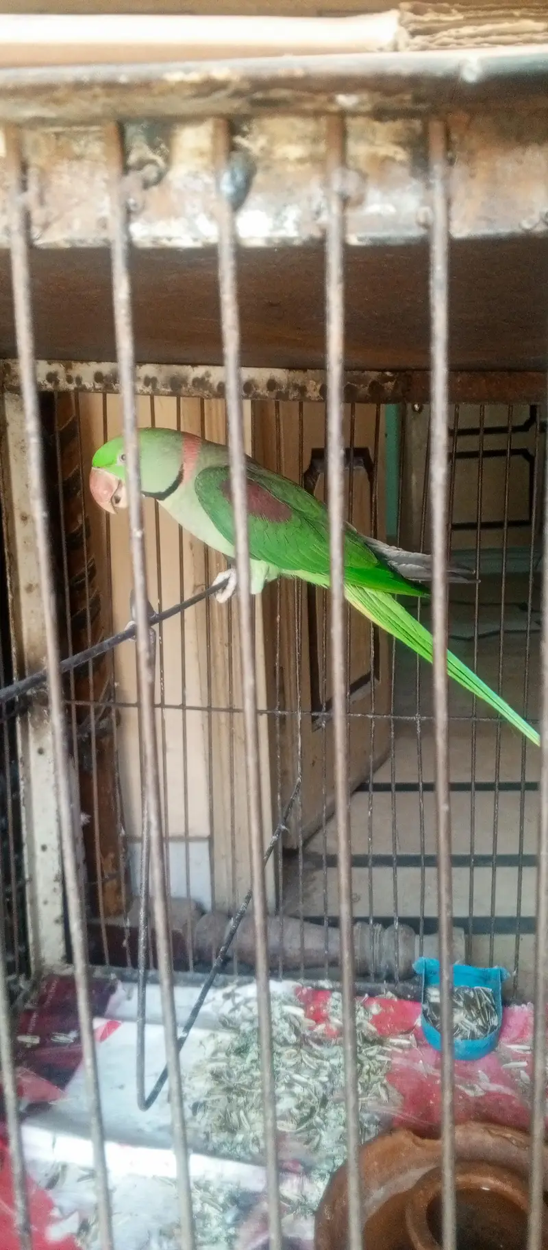 talking raw parrot 03136012334 — photo 2