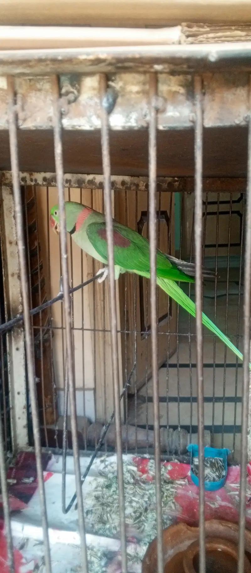 talking raw parrot 03136012334 — photo 3