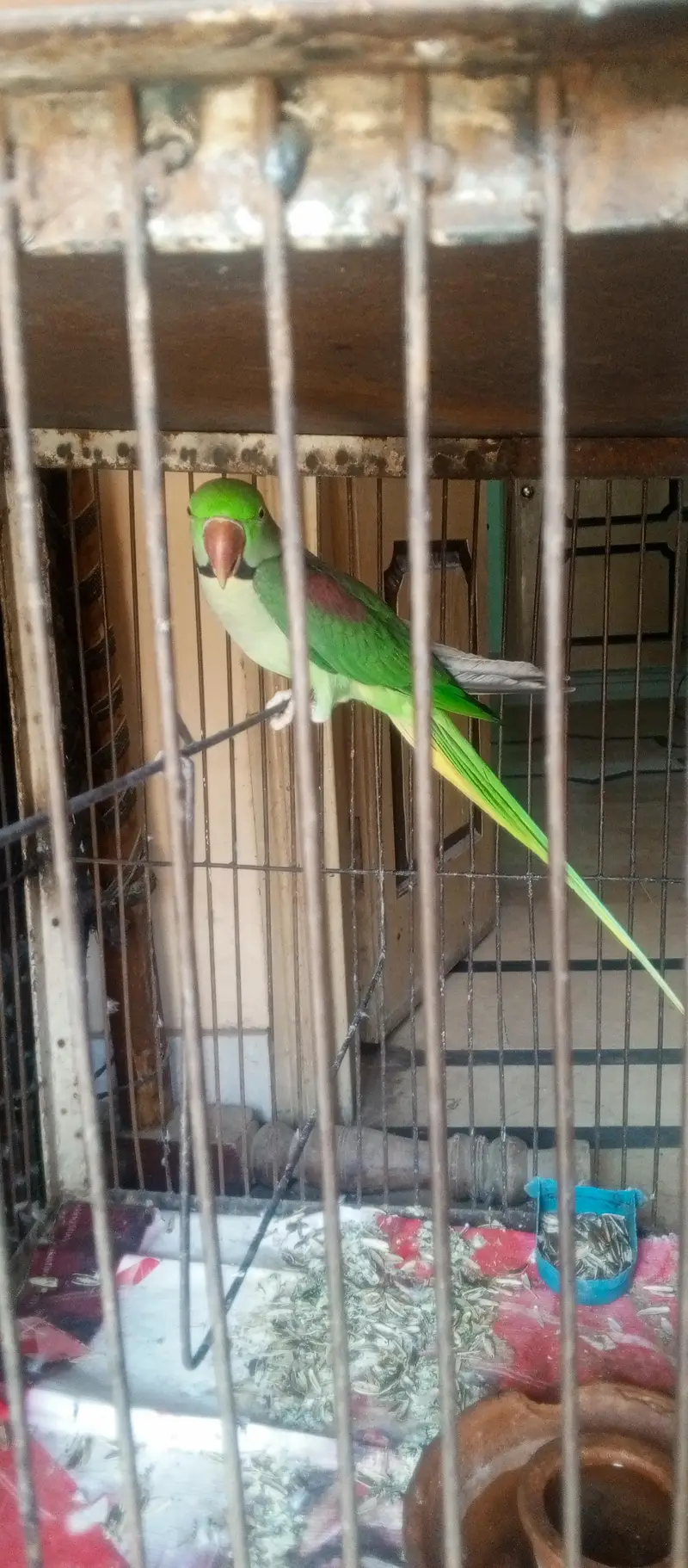 talking raw parrot 03136012334 — photo 4