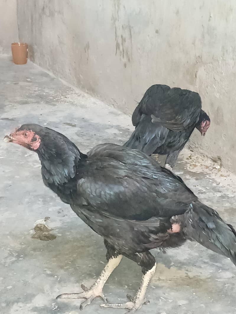 میانوالی اصیل مرغیوں کا جوڑا 0