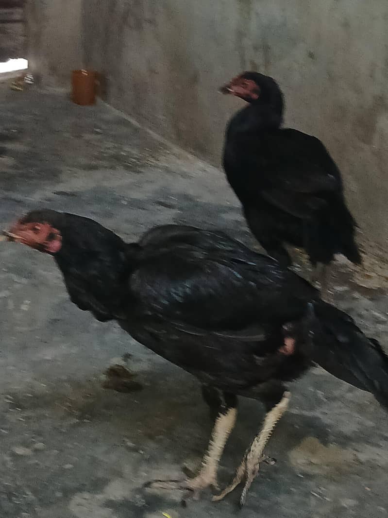 میانوالی اصیل مرغیوں کا جوڑا 1
