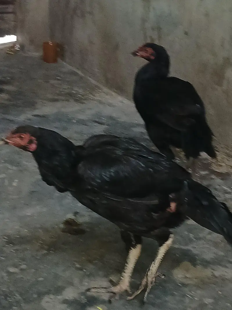 میانوالی اصیل مرغیوں کا جوڑا — photo 2