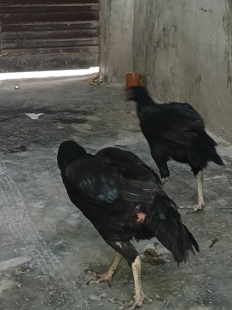 میانوالی اصیل مرغیوں کا جوڑا 2
