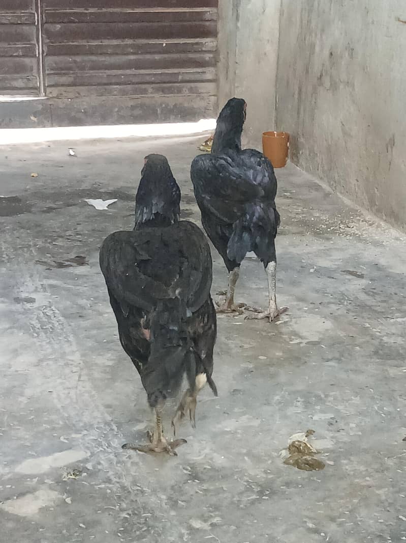میانوالی اصیل مرغیوں کا جوڑا 3