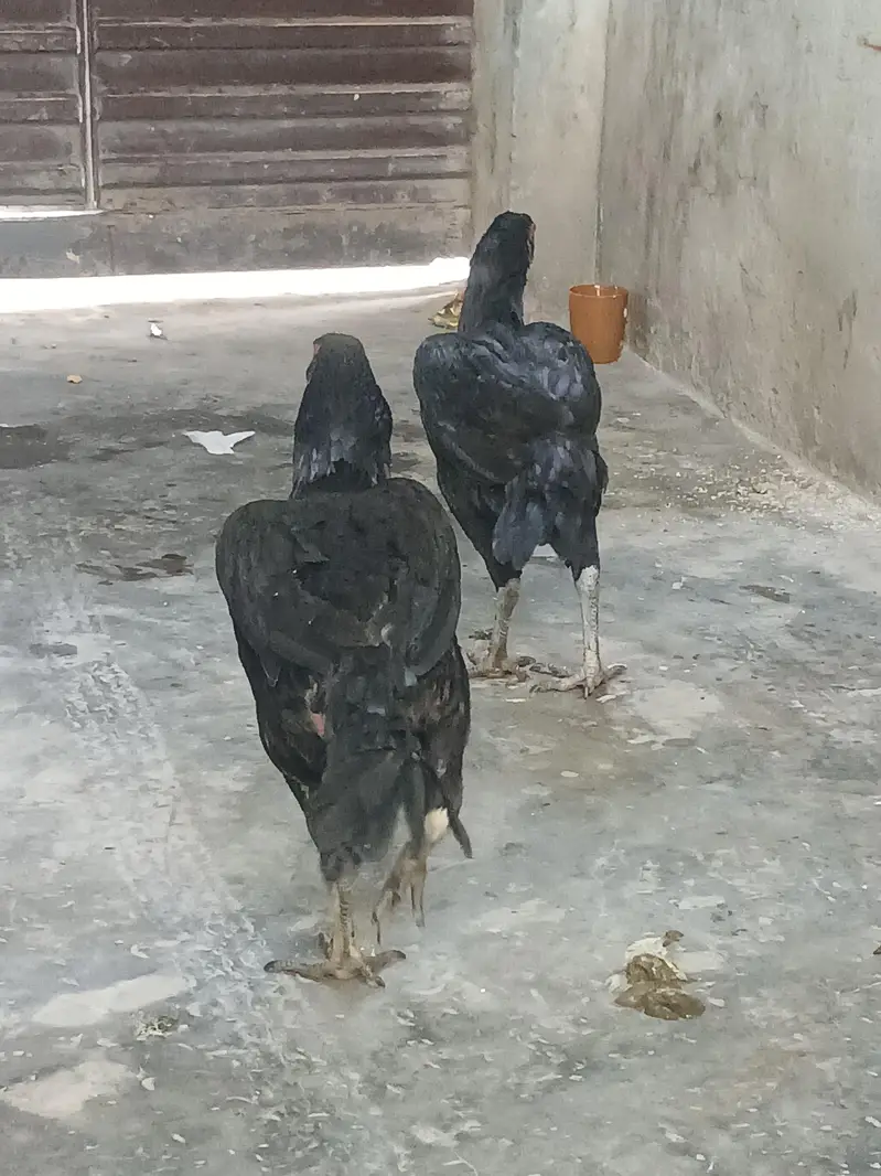 میانوالی اصیل مرغیوں کا جوڑا — photo 4