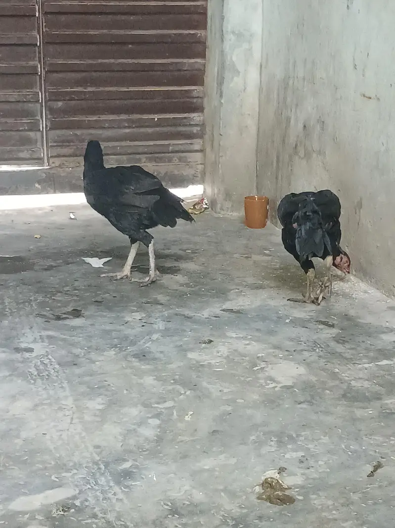 میانوالی اصیل مرغیوں کا جوڑا — photo 5