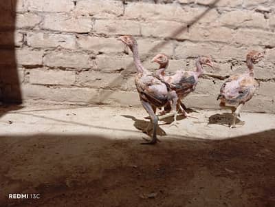 Aseel chicks for sale