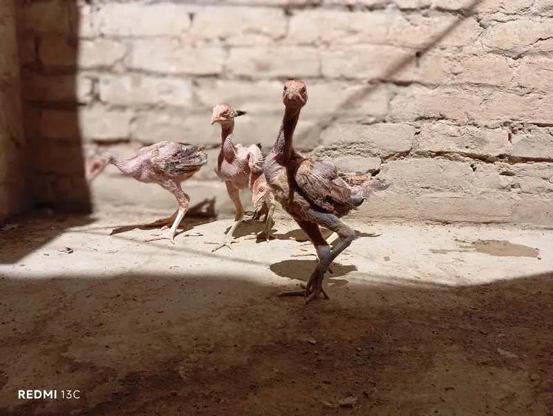 Aseel chicks for sale — photo 2