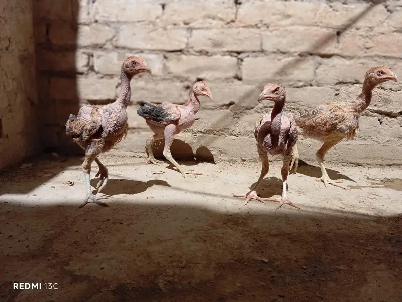 Aseel chicks for sale — photo 3