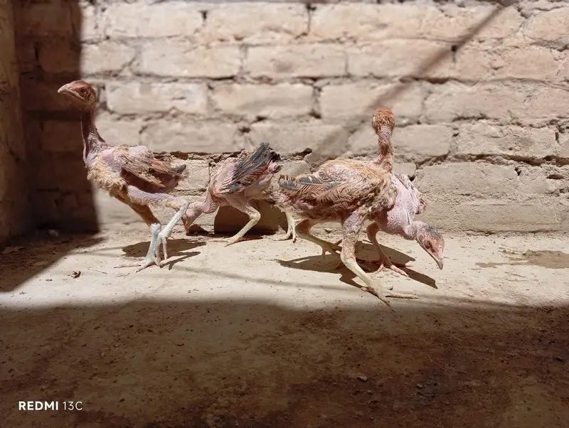 Aseel chicks for sale — photo 4