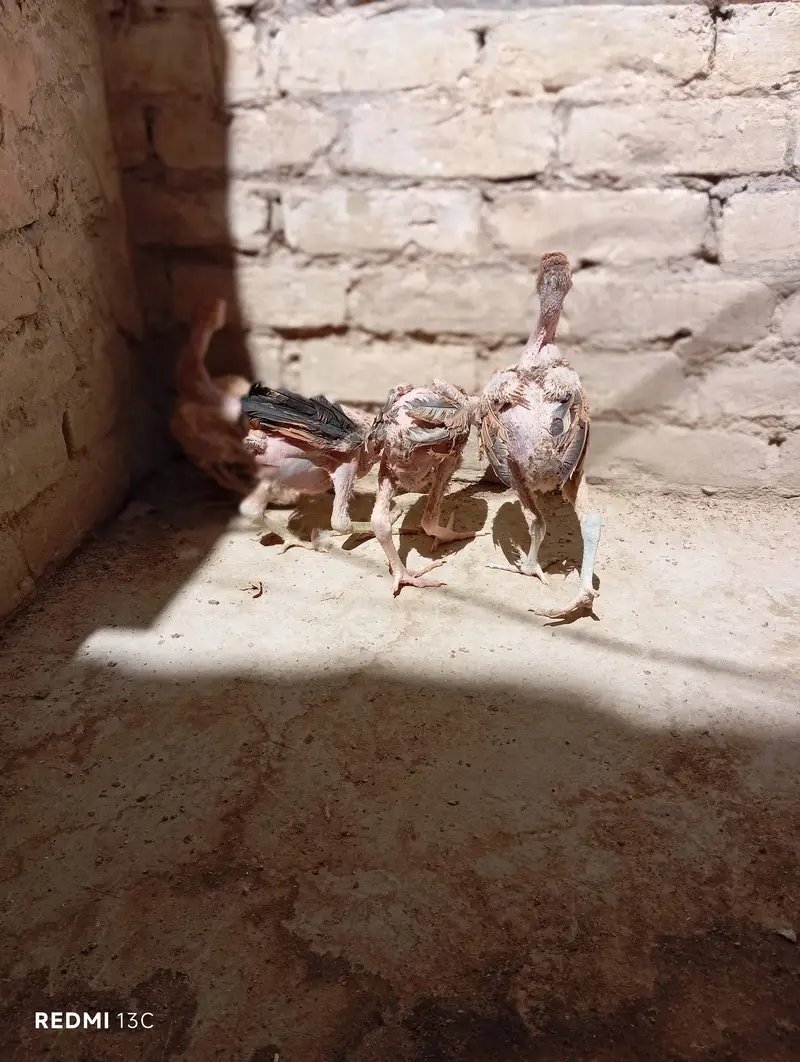 Aseel chicks for sale — photo 5