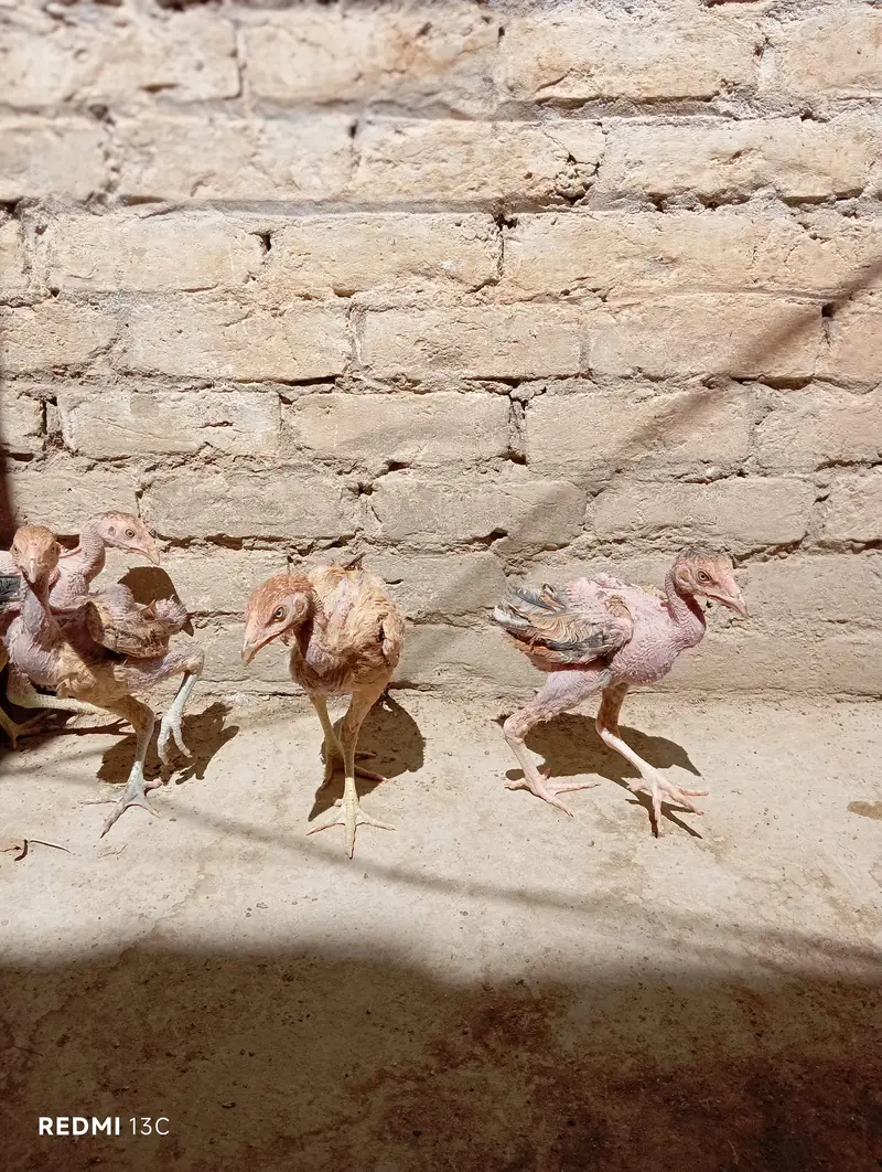 Aseel chicks for sale — photo 6