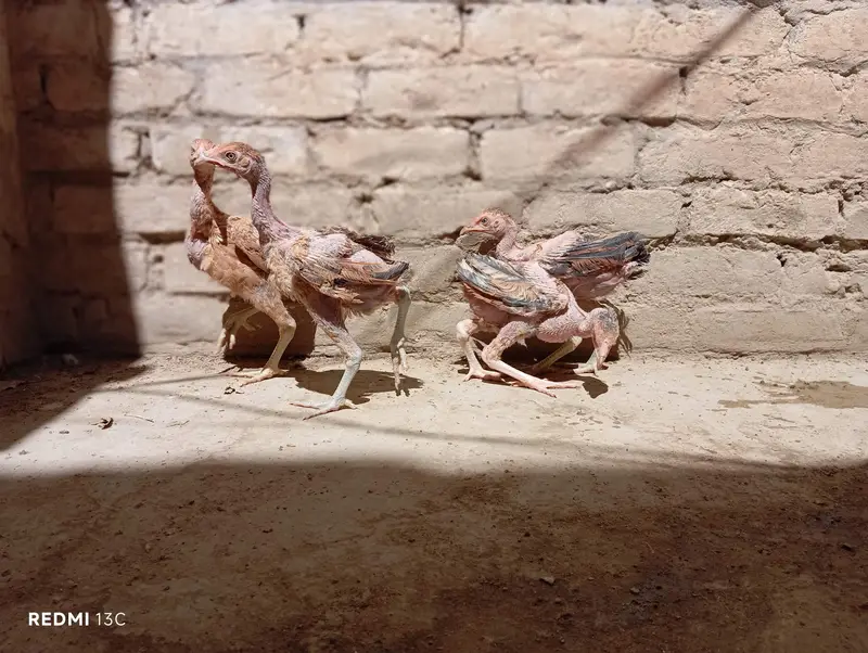 Aseel chicks for sale — photo 7