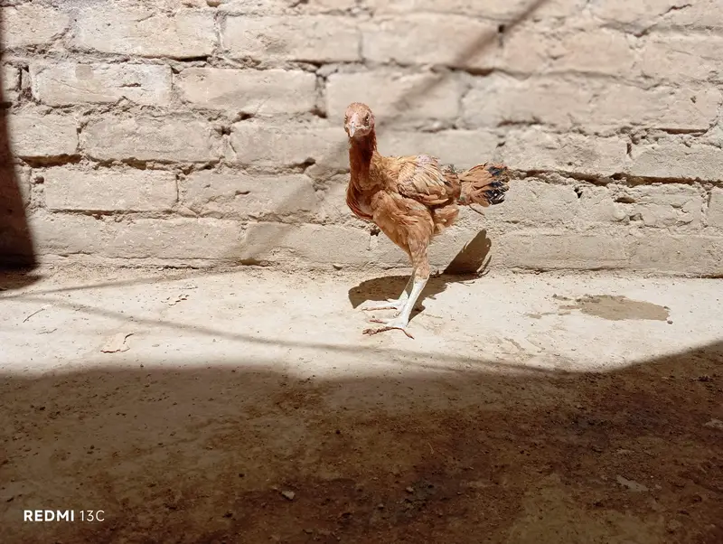 Aseel chicks for sale — photo 8