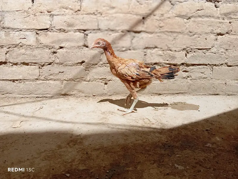 Aseel chicks for sale — photo 9