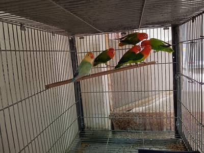 Lovebirds