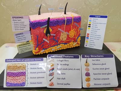 Professional Project Maker - Medical College, Biology & School Models