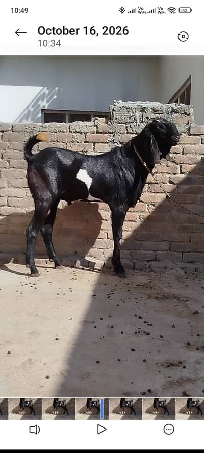 betal bakra crossing k lye
