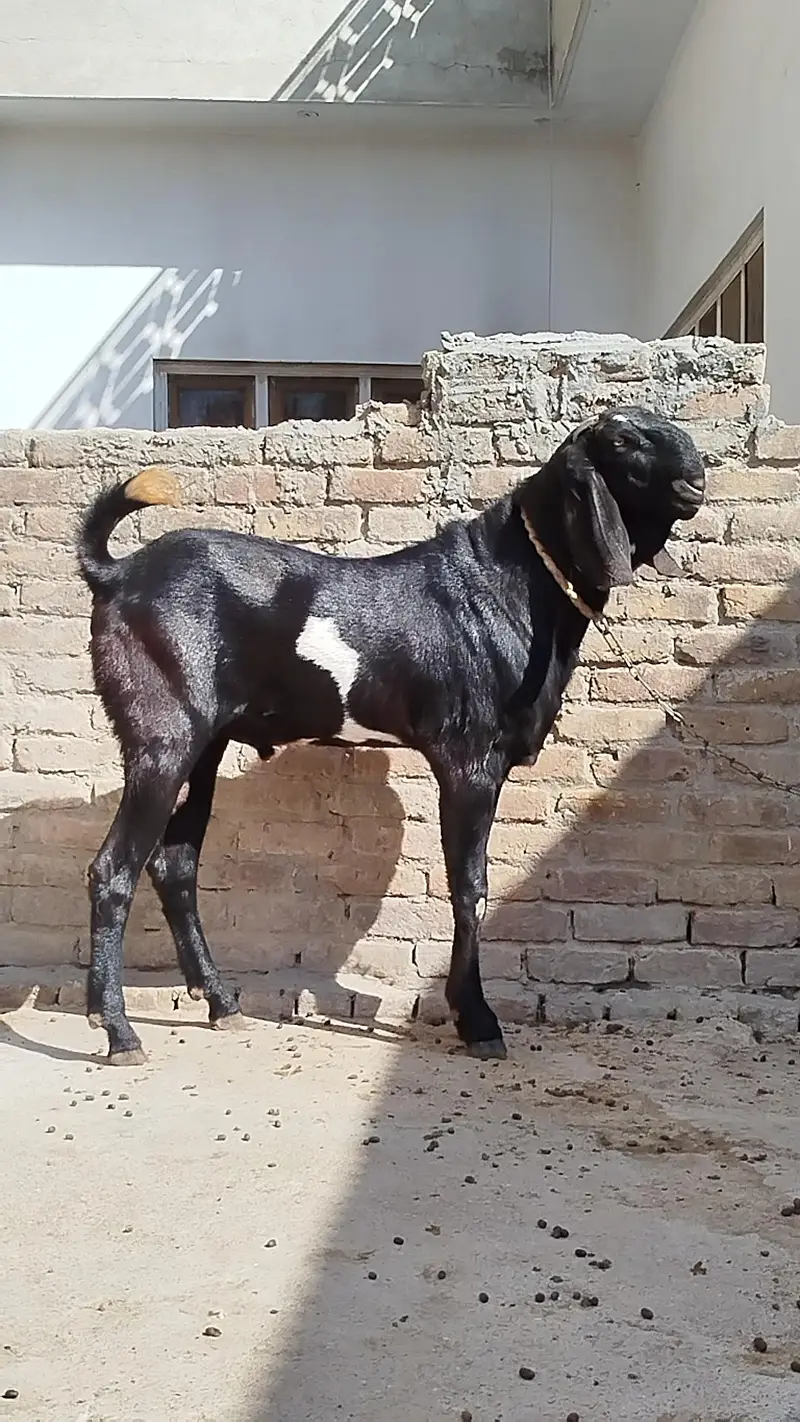 betal bakra crossing k lye — photo 2