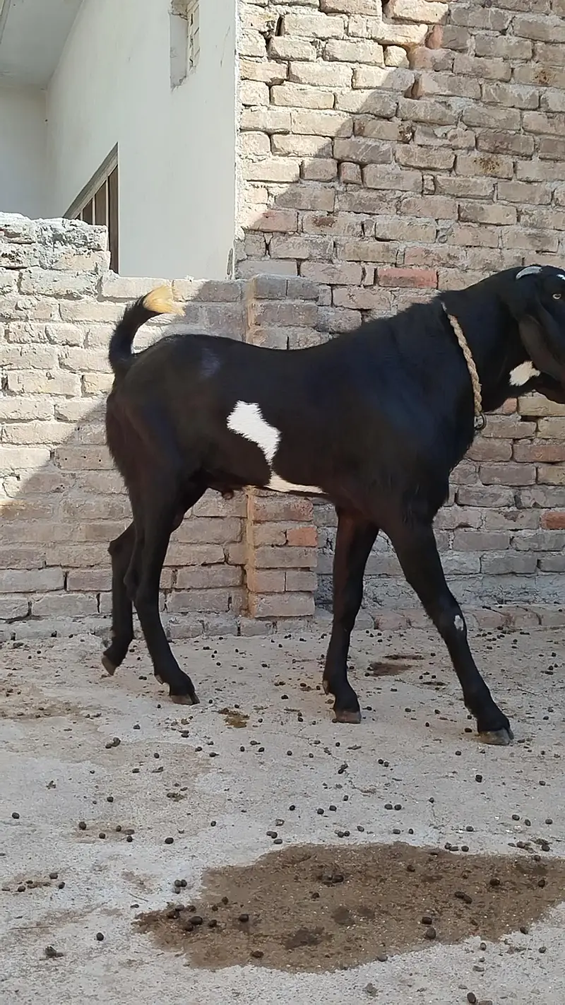 betal bakra crossing k lye — photo 3