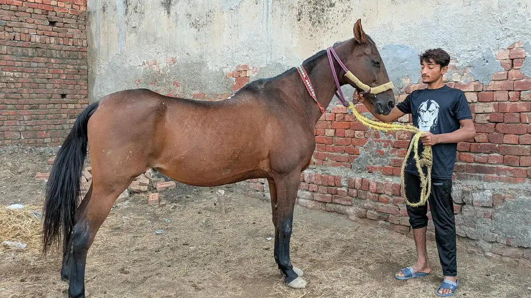 خالص دیسی نسل کی بھوری گھوڑی برائے فروخت، قد 64 انچ — photo 2