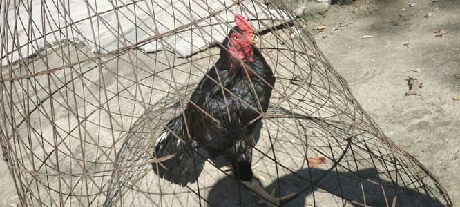 Lasaani breed Aseel Breeder for Sale