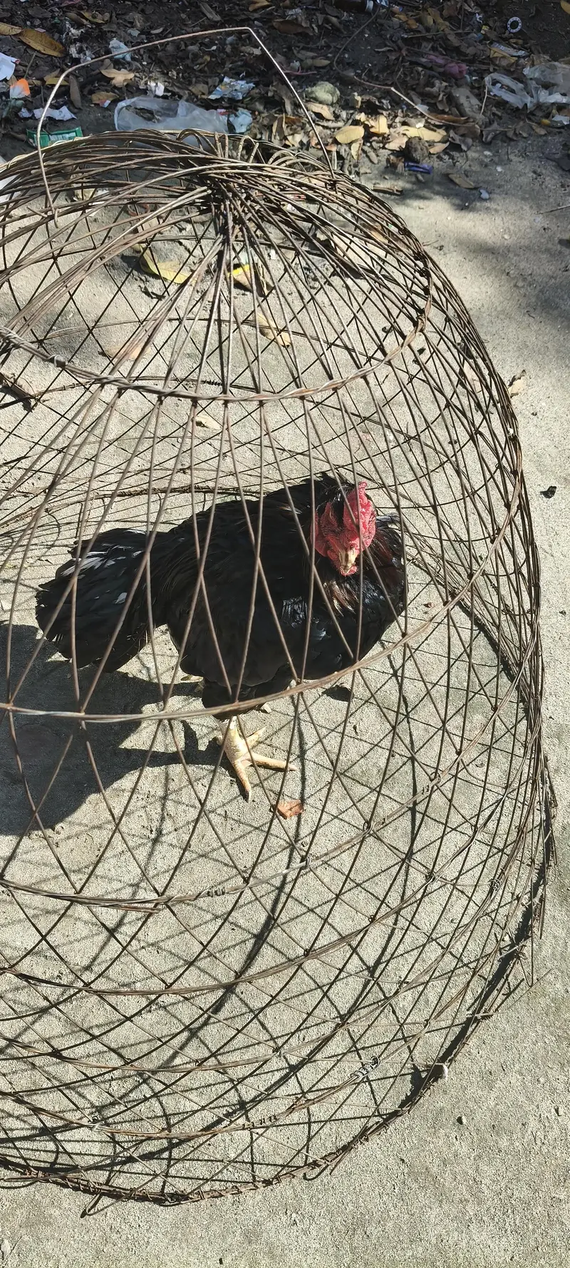 Lasaani breed Aseel Breeder for Sale — photo 2