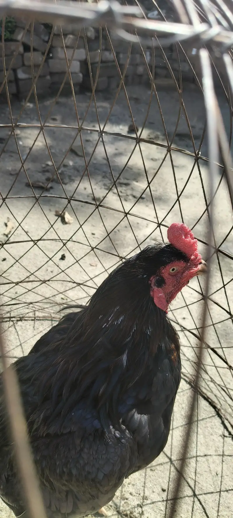 Lasaani breed Aseel Breeder for Sale — photo 3
