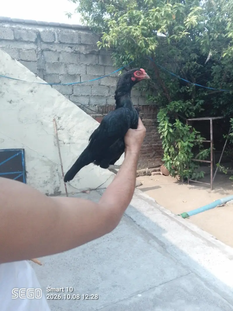 trial set 2 madiya 1 nar mobile camere insaf nhi Kiya high quality — photo 4