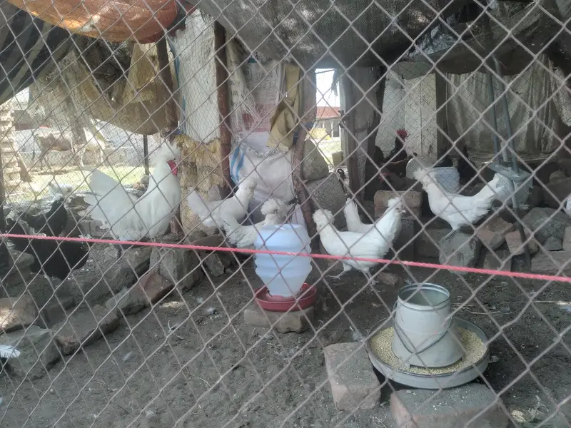 Fancy — photo 6
